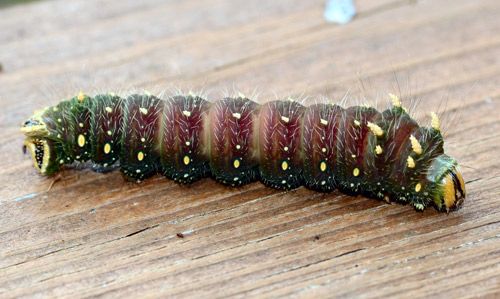 Figure 24. Imperial moth, Eacles imperialis (Drury), prepupa.