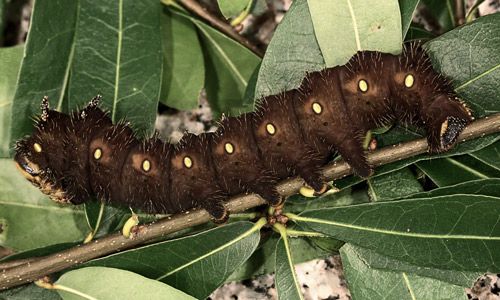 Figure 10. Imperial moth, Eacles imperialis (Drury), fifth instar larva.