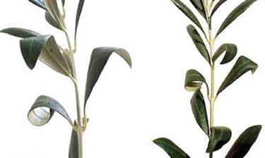Figura 4. Enrizamiento de las hojas de olivo (Olea europaea L.) causado por los ácaros de ápice de oliva