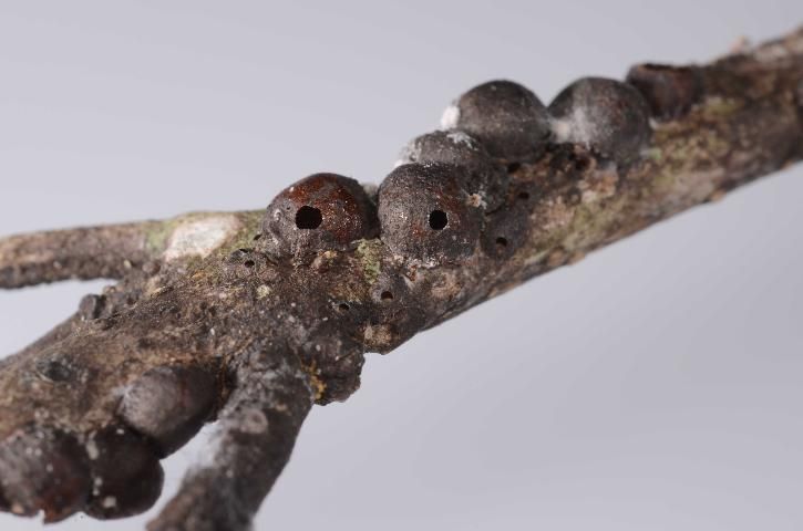 Figura 12. Escama negra muerta con huecos realizados al parásito emerger. Espécimen colectado en el Condado de Marion, Florida.
