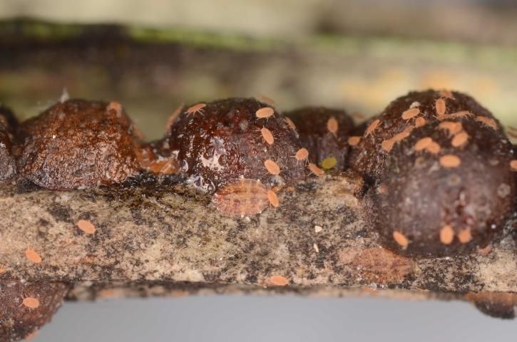 Figura 11. Escama negra en varias etapas: etapa larval móvil, ninfas y adultos en un olivo en el Condado de Marion, Florida.
