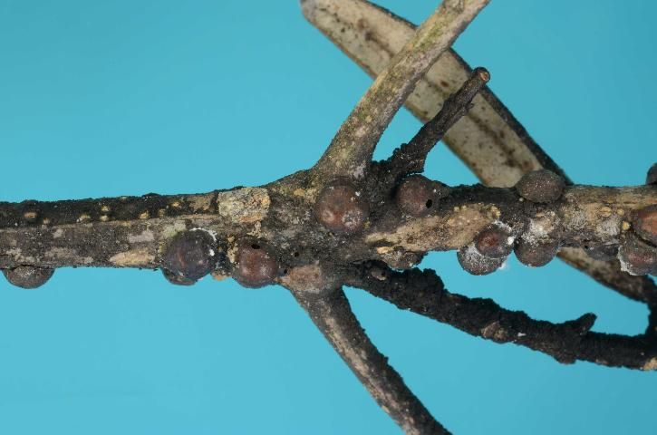 Figura 13. Fumagina y escala de negro en un árbol de olivo en el condado de Marion, Florida.