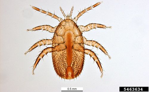 Figure 1. Adult female Tropilaelaps.