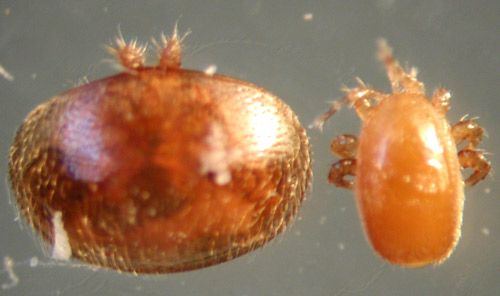 Figure 2. Varroa on the left, compared with Tropilaelaps on the right.