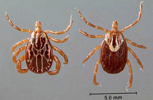 Figure 1. Adult male (left) and female (right) Gulf Coast ticks, Amblyomma maculatum Koch.