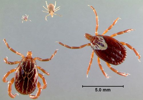 Figure 3. Active life stages of Gulf Coast ticks, Amblyomma maculatum Koch, from top left clockwise: larva, nymph, adult female, and adult male.