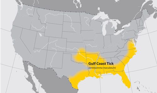 Figure 2. Distribution of the Gulf Coast tick, Amblyomma maculatum Koch, in the United States.