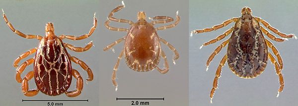 Figure 8. Dorsal views of a Gulf Coast tick, Amblyomma maculatum Koch (left), lone star tick, Amblyomma americanum (L.) (center), and American dog tick, Dermacentor variabilis (Say) (right), adult males.