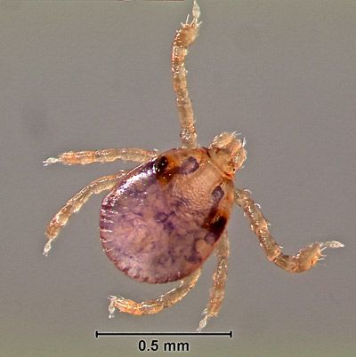 Figure 5. Gulf Coast tick, Amblyomma maculatum Koch, larva.