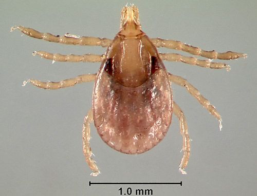 Figure 6. Gulf Coast tick nymph, Amblyomma maculatum Koch.