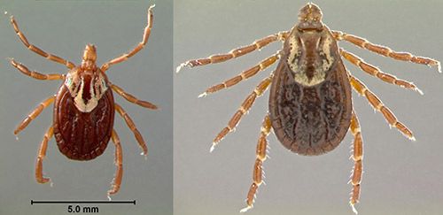 Figure 9. Dorsal view of an adult female Gulf Coast tick, Amblyomma maculatum Koch (left), and an American dog tick, Dermacentor variabilis (Say) (right).