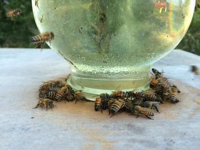 Figure 2. Bees robbing sugar syrup from a feeder jar positioned on top of the hive.