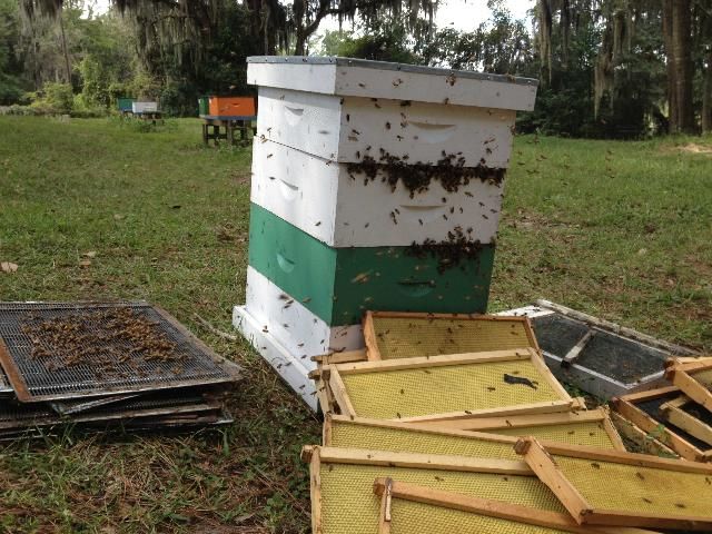 Figure 3. Bees robbing supers of honey and other equipment after a honey harvest. Notice the unusually high number of bees attempting to enter the colony at the joints between the supers.