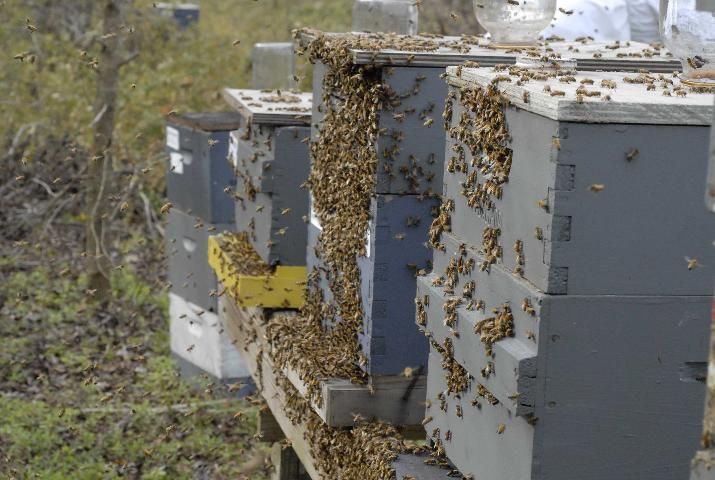 Figure 4. During robbing events, there typically is an unusually high number of bees flying around the apiary and actively scouting around the outside of nearby colonies.