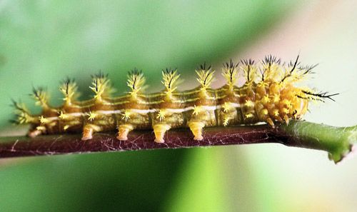 Figure 11. Io moth larva, Automeris io (Fabricius), fourth instar.