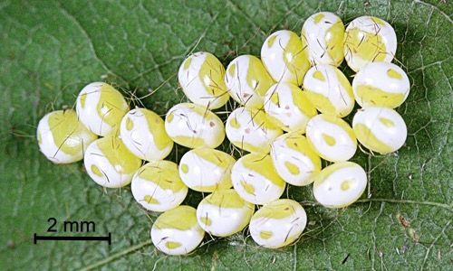 Figure 4. Io moth, Automeris io (Fabricius), approximately 36 hour old eggs.