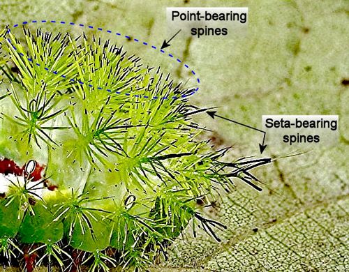 Figure 26. Io moth, Automeris io (Fabricius), venomous spines.