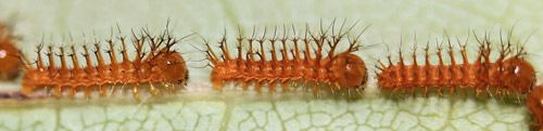 Figure 22. Io moth, Automeris io (Fabricius), first instar larvae (enlarged) in formation following silk trail to new feeding site.