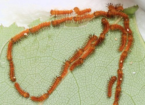 Figure 21. Io moth, Automeris io (Fabricius), first instar larvae in formation following silk trail to new feeding site.