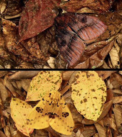 Figure 24. Io moth, Automeris io (Fabricius) - image of adult female digitally pasted into photo with dead Virginia creeper (Parthenocissus quinquefolia [Linnaeus]) leaflets (top); image of adult male digitally pasted into photo with dead flowering dogwood (Cornus florida Linnaeus) leaves (bottom).