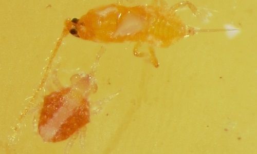 Figure 7. Adult female Hemicheyletia wellsina (De Leon) (bottom) feeding on an adult male of the scale insect Diaspis boisduvalii Signoret (top).