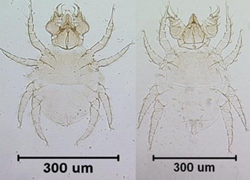 Figure 2. Slide mounted adult male (L) and female (R) Hemicheyletia wellsina (De Leon).