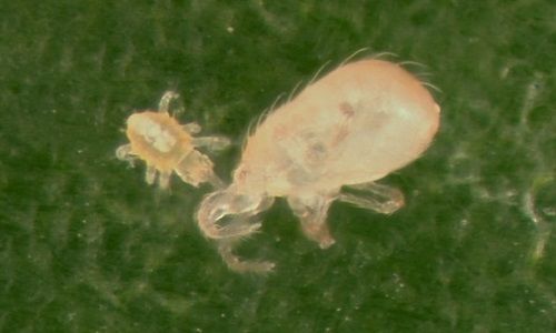 Figure 9. Even larval Hemicheyletia wellsina (De Leon) (left) can attack and kill a much larger adult female of Metaseiulus occidentalis (Nesbitt) (right).
