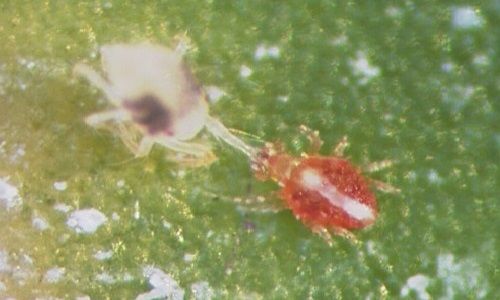 Figure 6. Adult Hemicheyletia wellsina (De Leon) (right) feeding on an adult female of the two-spotted spider mite Tetranychus urticae (Koch) (left) by grasping the front leg of the spider mite.