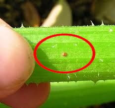 Figure 3. In the center of the red circle is one egg of the squash vine borer, Melittia cucurbitae (Harris).