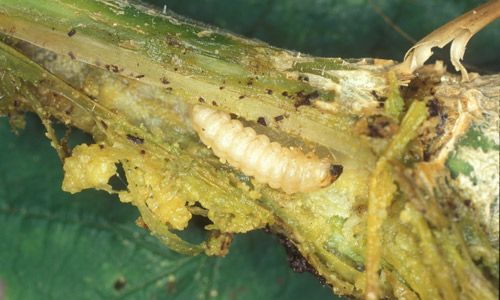 Figure 4. Larva of the squash vine borer, Melittia cucurbitae (Harris).