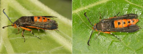 Figure 1. Adult squash vine borer, Melittia cucurbitae (Harris).