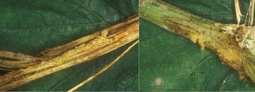 Figure 6. Squash vine borer damage, Melittia cucurbitae (Harris), on squash.