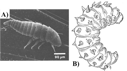 Figure 3. A) First, and B) sixth (final) Ripiphorus larval instars. Note that the sixth larval instar image is not to scale.