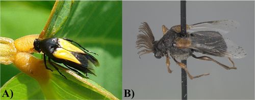 Figure 1. Adult specimens of the two genera of Ripiphoridae. A) Macrosiagon Hentz, and B) Ripiphorus Bosc.