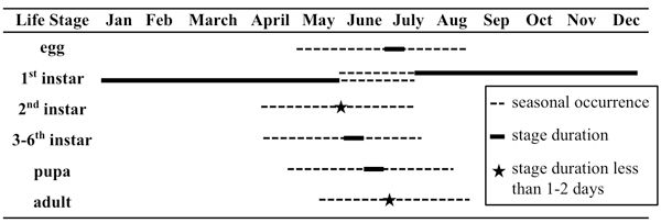 Figure 8. Seasonality of Ripiphorus life stages. Table adapted from Linsley et al. 1952.