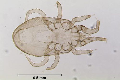 Figure 1. Adult chicken mite, Dermanyssus gallinae (De Geer).