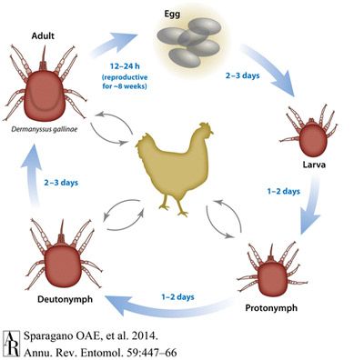 Figure 4. The life cycle of the chicken mite, Dermanyssus gallinae (De Geer).