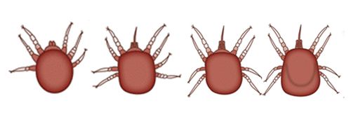 Figure 3. Illustration of the chicken mite, Dermanyssus gallinae (De Geer) at various life stages. Left to right- six-legged larva, and eight-legged protonymph, deutonymph, and adult.
