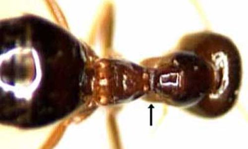 Figure 3. The false or small honey ant, Prenolepis imparis (Say). Arrow shows constriction forming an hourglass shaped alitrunk.