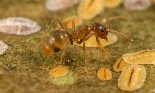 Figure 1. A tawny crazy ant, Nylanderia fulva (Mayr), worker.
