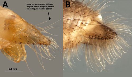 Figure 8. Male paramare of Nylanderia fulva (A) and Nylanderia pubens (B). Note the sparse and uneven setae on A. and dense fringe of setae on B.