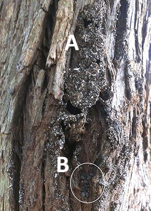 Figure 10. Carton shelters on the bark of a southern red cedar (Juniperus silicicola (Small)) tree. Intact (A) and broken carton shelters (B) showing juniper aphids (Cinara juniperivora (Wilson)).