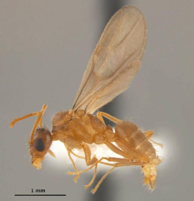 Figure 1. A tawny crazy ant, Nylanderia fulva (Mayr), worker.