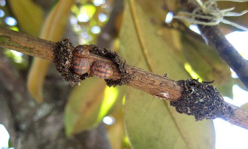 Figure 1. A tawny crazy ant, Nylanderia fulva (Mayr), worker.