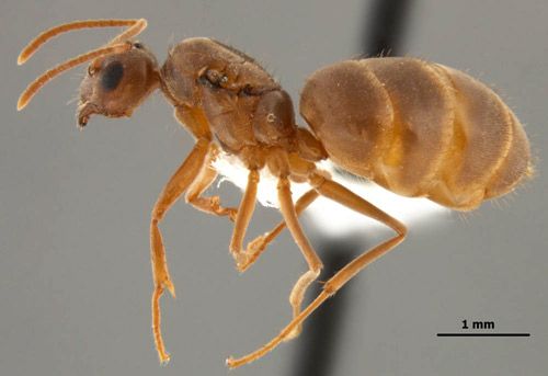 Figure 1. A tawny crazy ant, Nylanderia fulva (Mayr), worker.