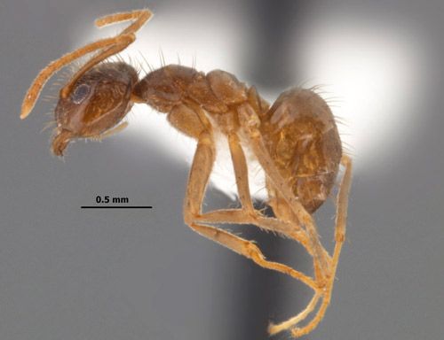 Figure 1. A tawny crazy ant, Nylanderia fulva (Mayr), worker.