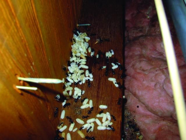 Figure 9. Carpenter ants in an attic space.