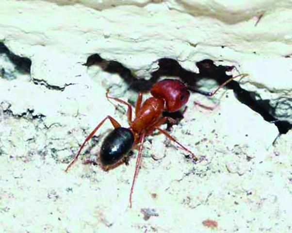 Does Liquid Ant Bait Kill Carpenter Ants