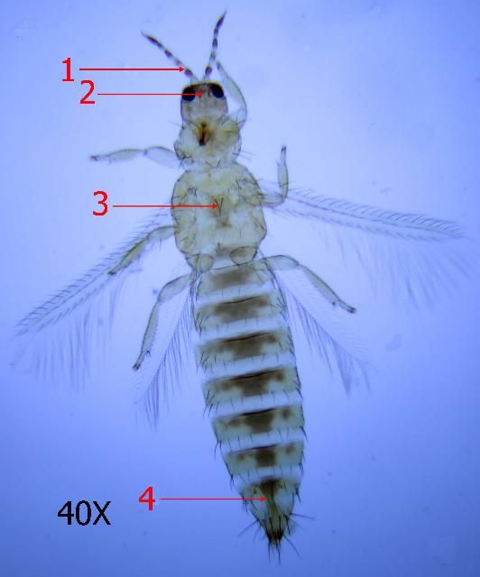 Figure 1. Western flower thrips adult female. (Frankliniella occidentalis) Arrow 1 indicates location of antennal characteristics (see Figs. 3 and 4); Arrow 2 indicates location of interocular setae (see Fig. 6); Arrow 3 indicates location of metanotal campaniform sensillae (see Fig. 7); Arrow 4 indicates location of microtrichial comb on tergite VIII (see Fig. 5).