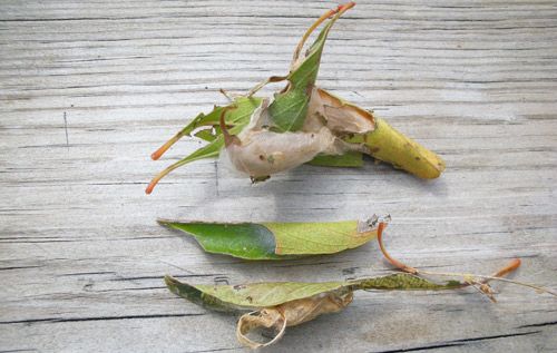 Figure 6. Epicorsia oedipodalis rolled leaf cocoons and daytime retreat for larvae.